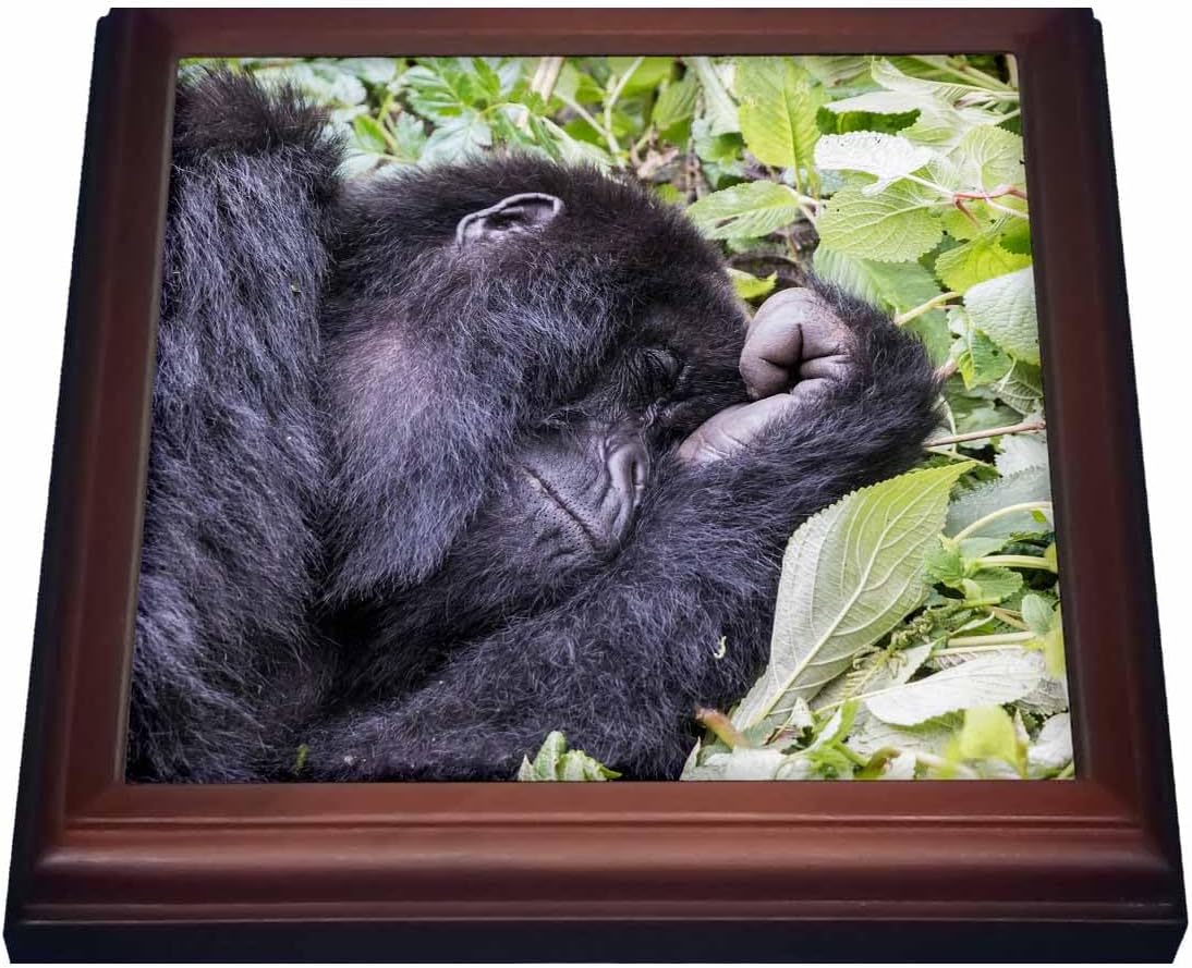 3dRose Trivet, 8 by 8-Inch, Brown