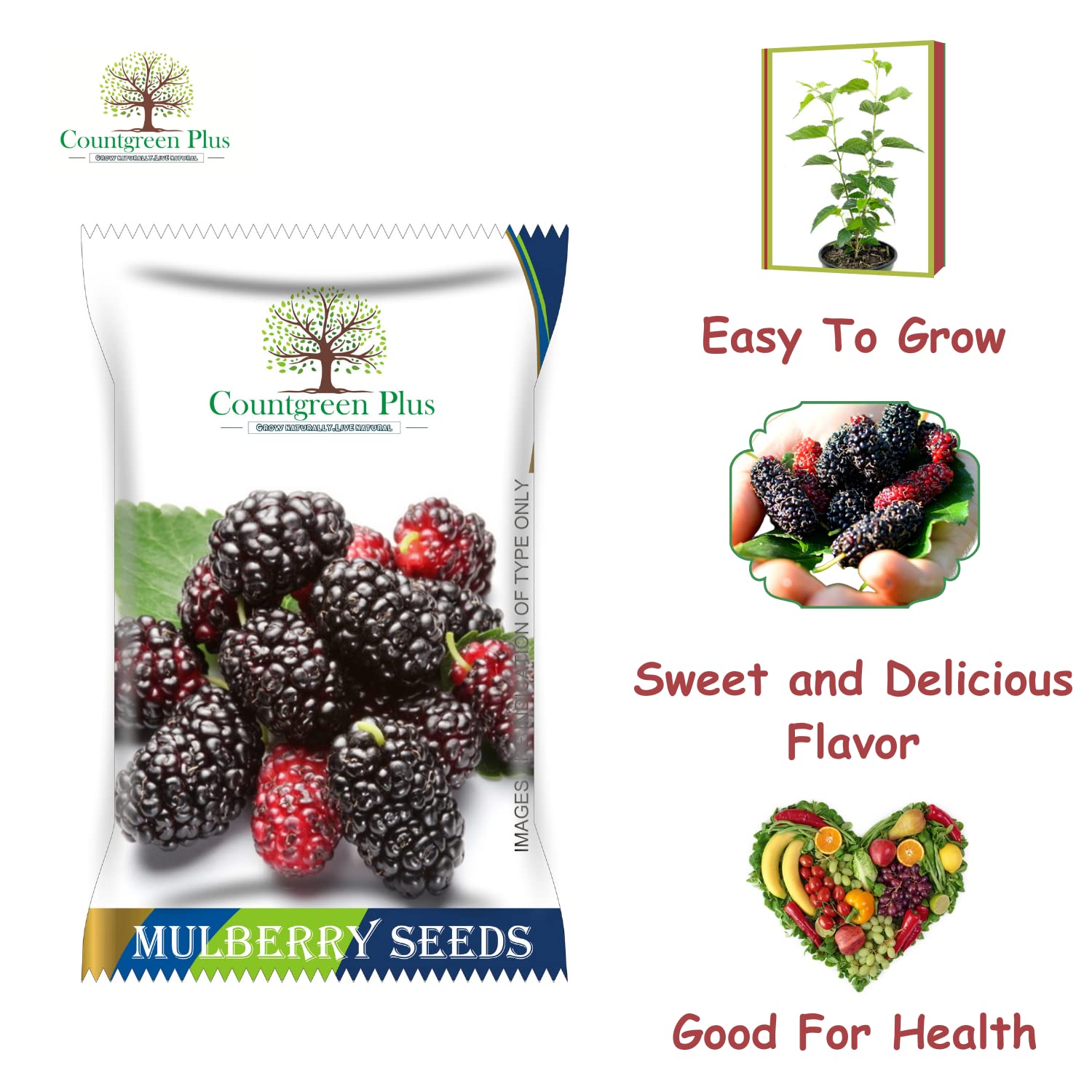 Grow Your Own Mulberry Fruit - Organic Seeds -3 Grow Your Own Mulberry Fruit - Organic Seeds -3