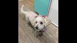 sminiker pet hair clipper pro manual