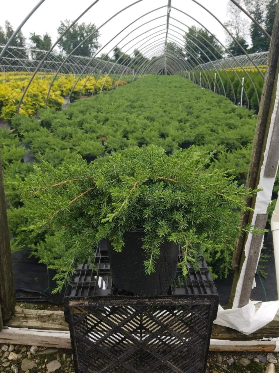 Green Promise Farms JUNIPERUS CONFERTA `Blue Pacific` (‎Shore Juniper) Shrub, 3 Size Container, Green Foliage