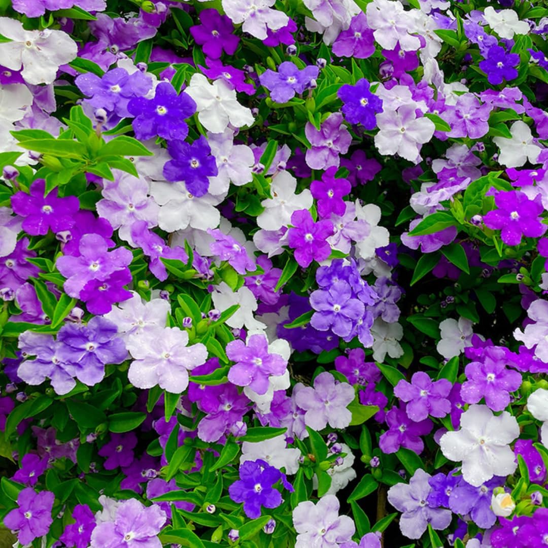 Amazon.com : Sets 2 Change Color Live Brunfelsia Plants 5-8