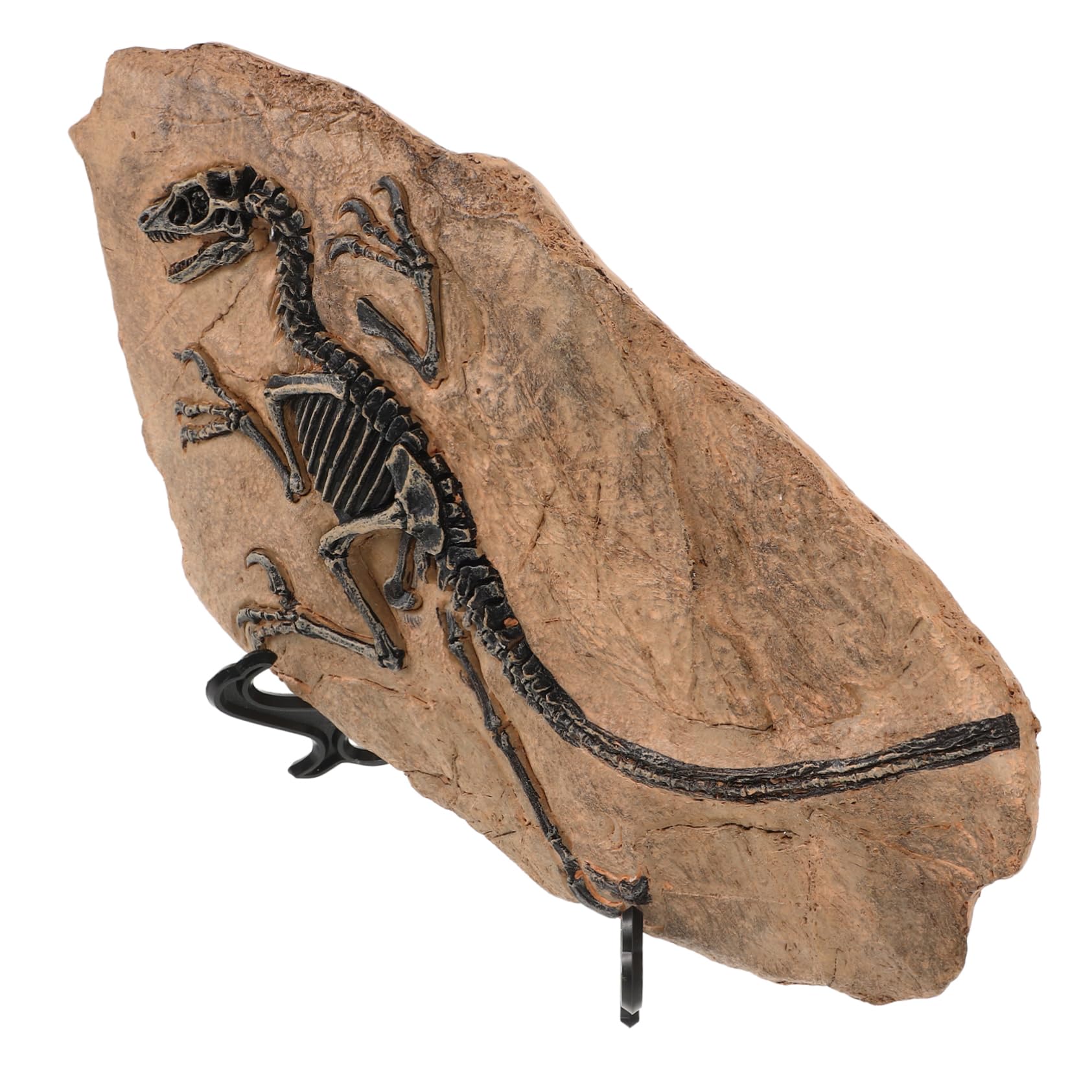 Toyvian Riproduzione di Fossile di Dinosauro in Resina Decorativa Set per Ragazzo Ragazza, Favorisce Creatività e Conoscenza, per Decorazioni di Compleanno e Festa