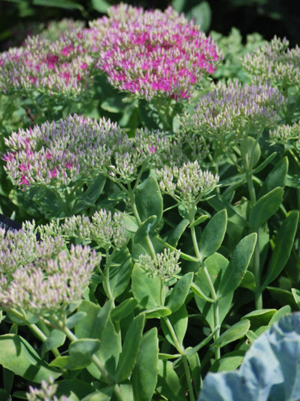 Sedum spec. Neon