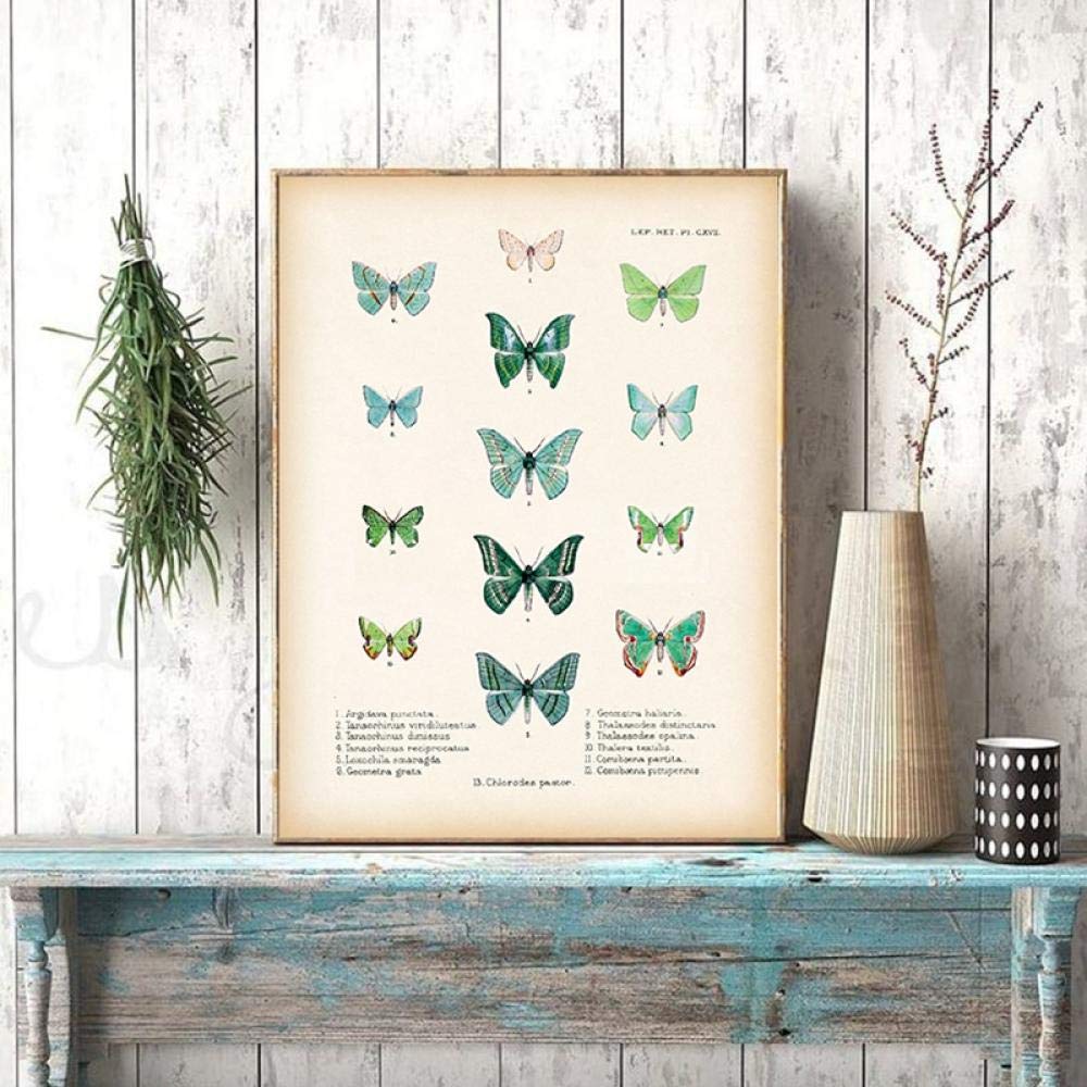 Amazon.co.jp: 緑 蝶 版画 アンティーク 昆虫学 科学 ポスター