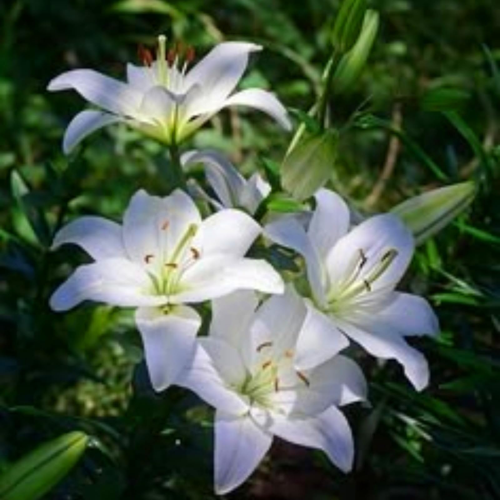 Mehrjährige Lilienzwiebeln eignen sich für sonnige oder halbschattige Standorte. Sie duften angenehm und sind sehr dekorativ, sodass sie sich für eine natürliche Gartengestaltung eignen.-10zwiebeln-E