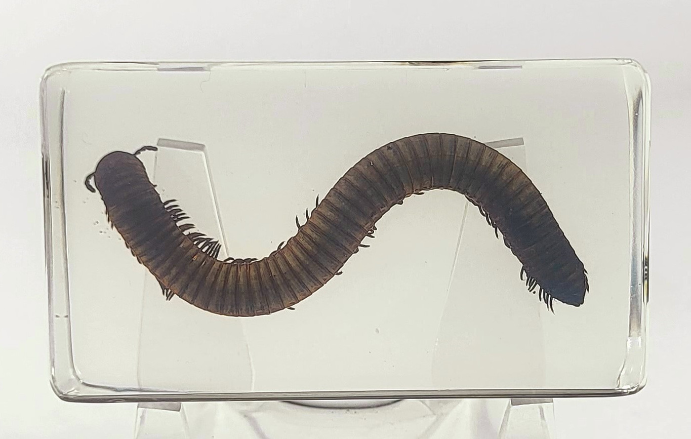 Image of 2.9 inch Real Millipede in Crystal Clear Lucite Resin Specimen Preserved Animal Insect Bug Taxidermy Crafts Collection for Biology Science Education & Desk Ornament Display Supplies Paperweight