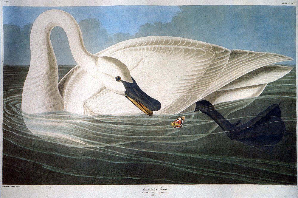 Grand tableau cygne d'Audubon affiche mate décorative pour créer un salon élégant