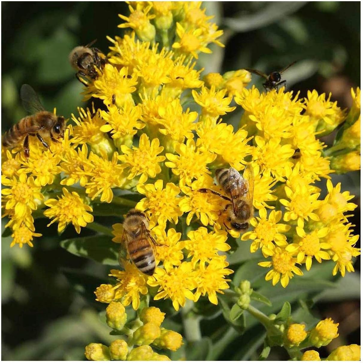 Everwilde Farms - 1/4 Lb Stiff Goldenrod Native Wildflower Seeds - Gold Vault