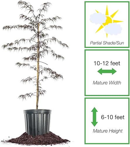 Miniatura 2 de Perfect Plants Tamukeyama - Arce japonés de 2 a 3 pies de alto, árbol enano llorón con hojas rojas moradas, belleza elegante para tu paisaje,