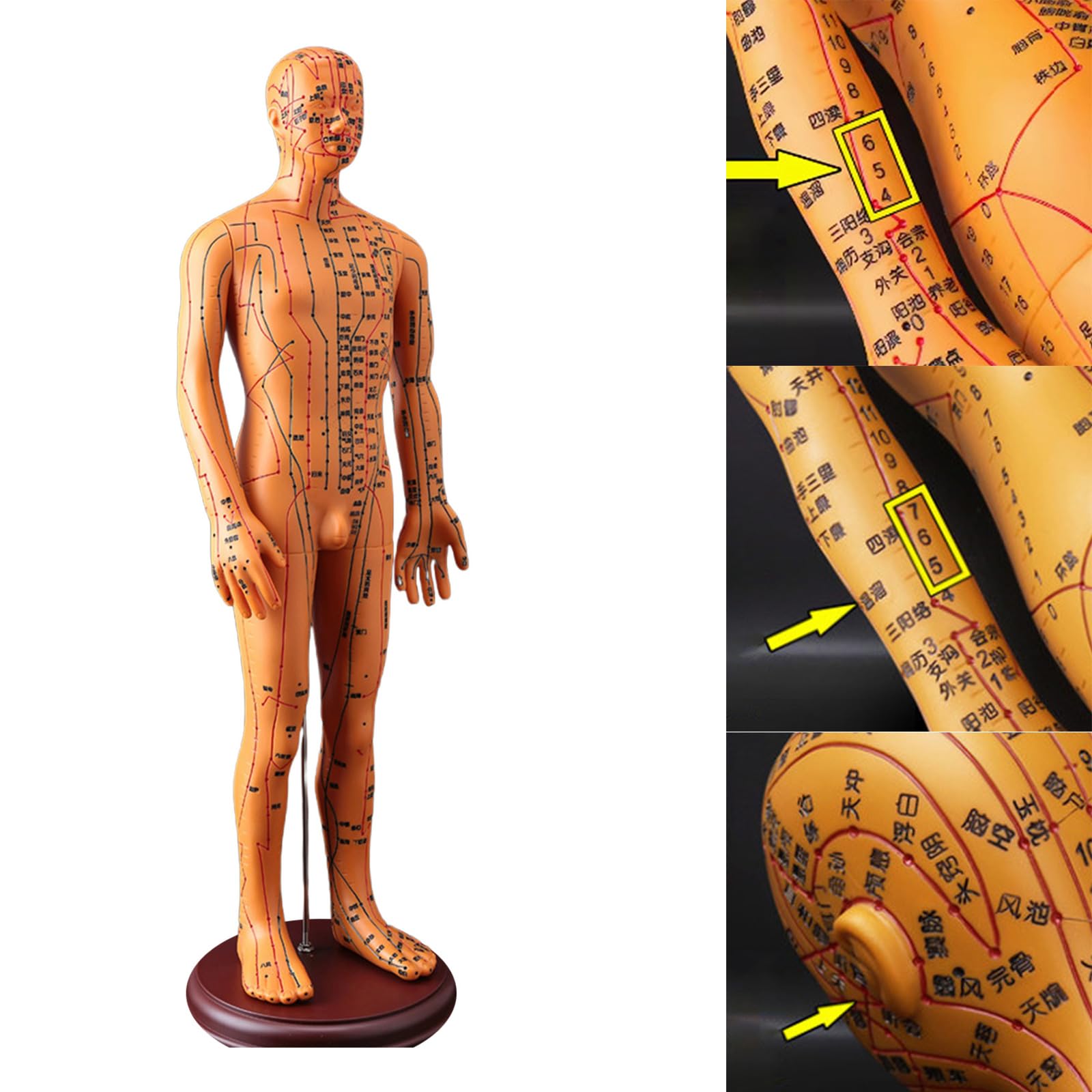 Modelo de acupuntura masculina con puntos chinos, modelo de acupuntura femenina con punta china para estudiantes y principiantes, representación precisa del meridiano