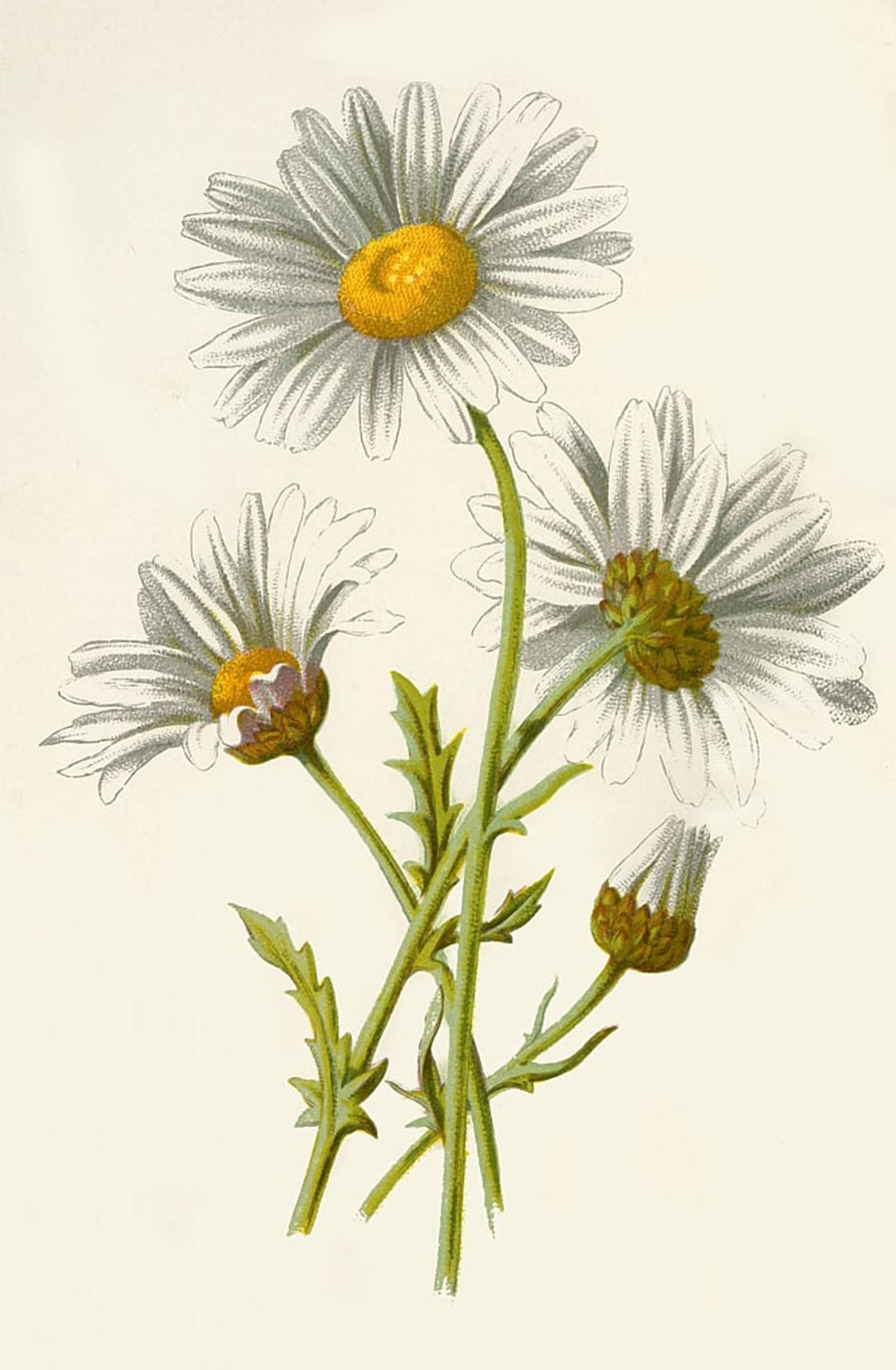 SERENDIPITP Aesthetic Poster Photo Wall Print Retro Picture Ox Eye Daisy by Frederick Edward Hulme Modern Wall Artwork for Home Decor 60x90cm