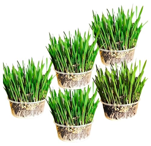 Image of Ambrozia NP Cat Grass Kit x 5pack mix (Wheat, Oat, Rye and Barley)