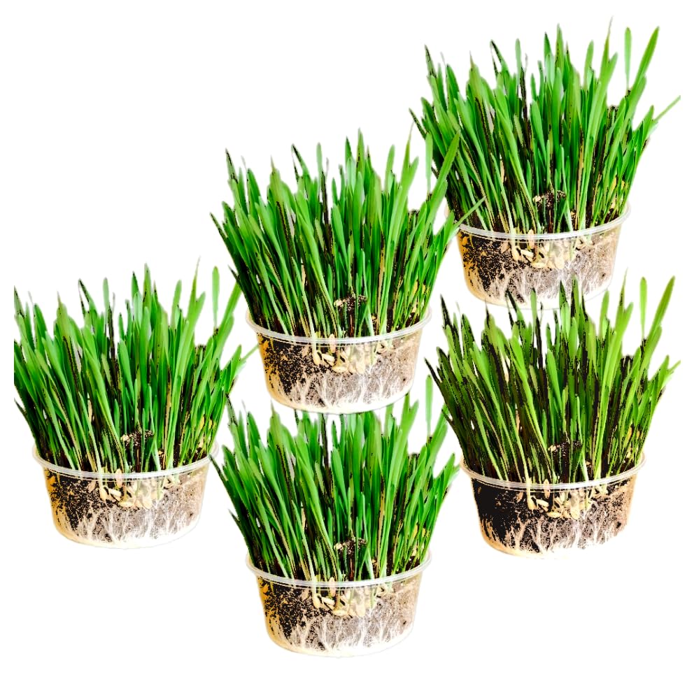 Ambrozia NP Cat Grass Kit x 5pack mix (Wheat Oat Rye and Barley)
