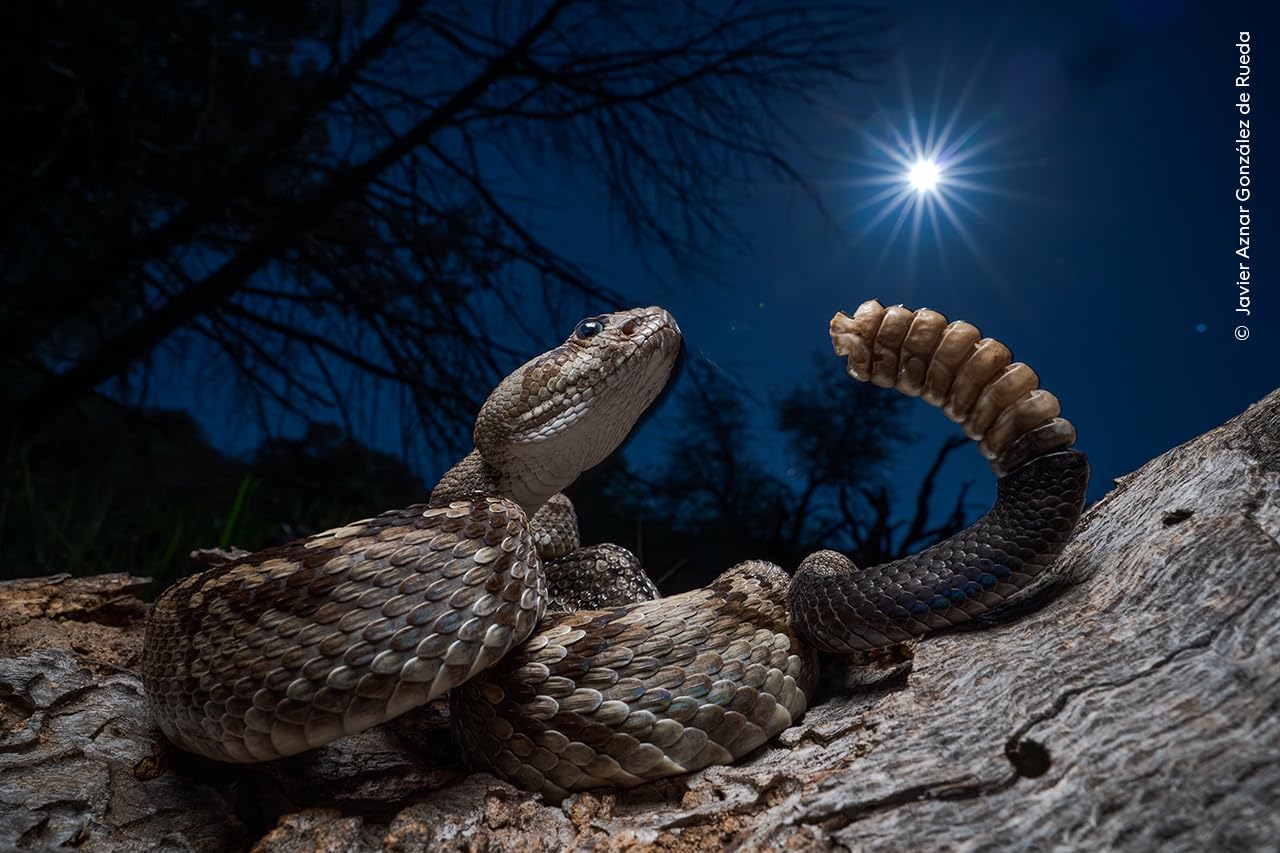 Wildlife Fotografien des Jahres - Portfolio 35
