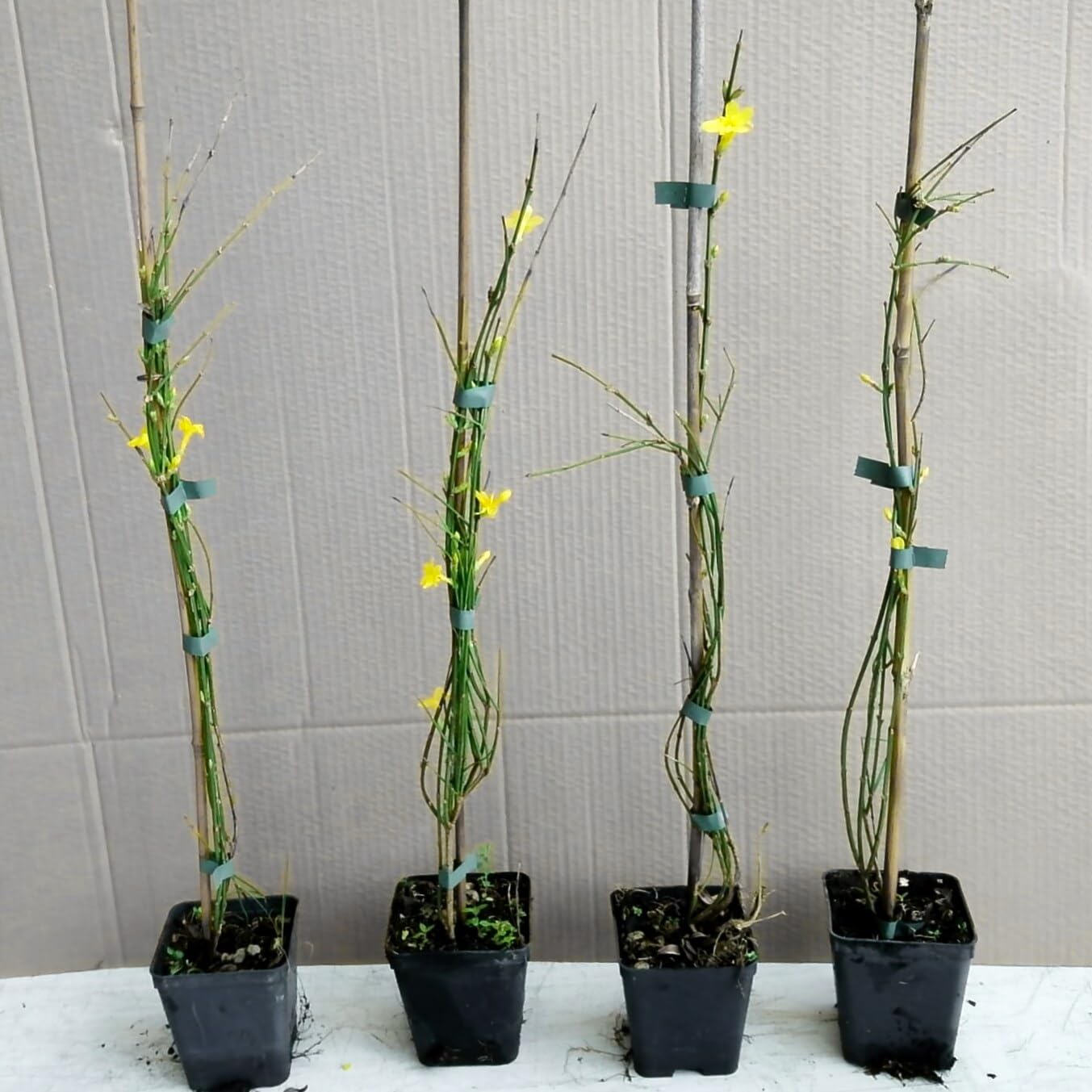 Gelsomino giallo invernale, 2 piante alte 40/60 cm, vaso 8, Jasminum nudiflorum