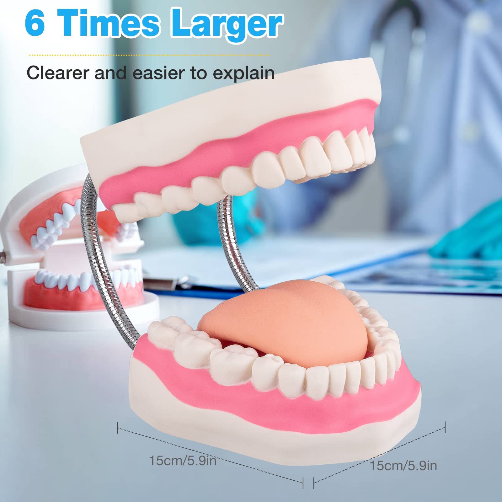 faruijie Dental Mouth Tooth Model - Image 4