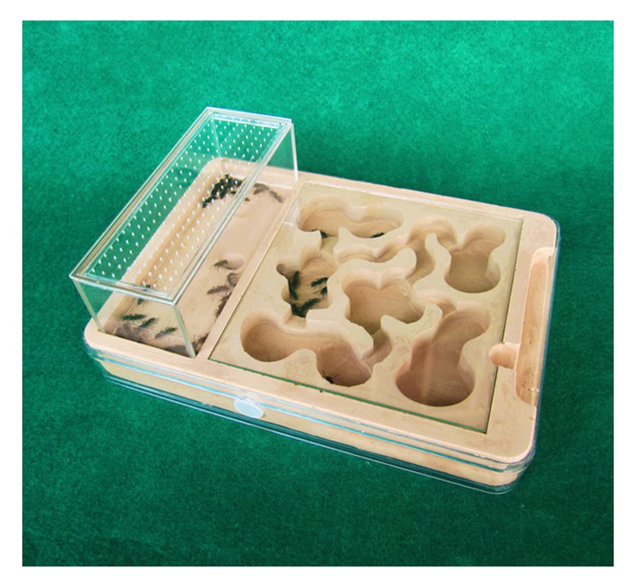 【MICE】アリ石膏巣ユニット 30×20cm×2個セット MICE】アリ石膏巣ユニット 30×20cm×2個セット Amazon.co.jp