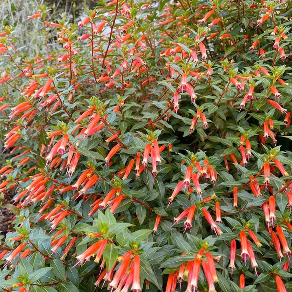 Cuidado De Las Plantas De Cigarro: Consejos Para Cultivar Flores De Cuphea Ignea