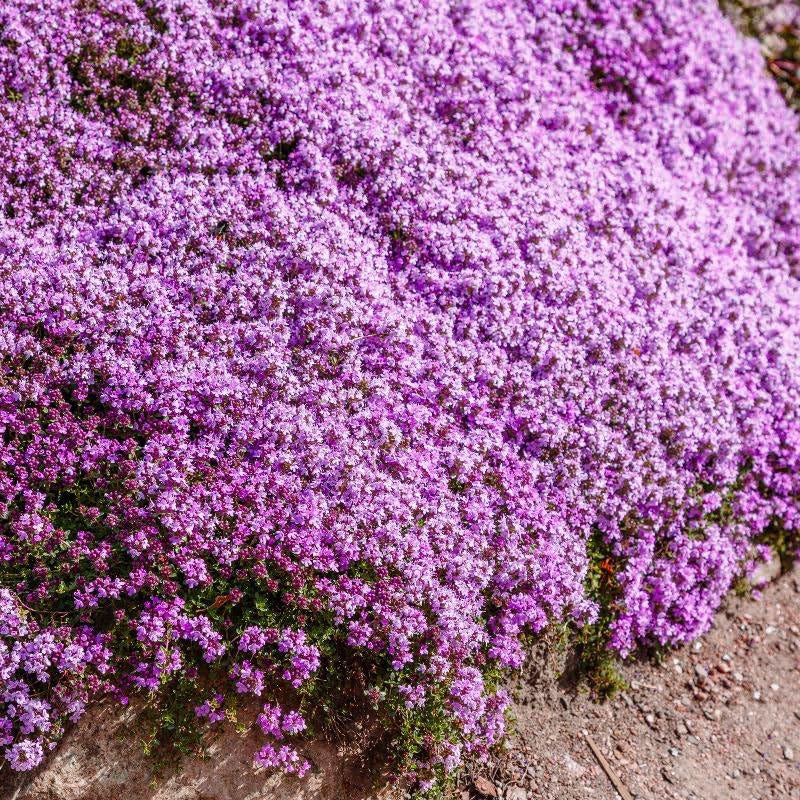 Seeds2Go Creeping Thyme Seeds