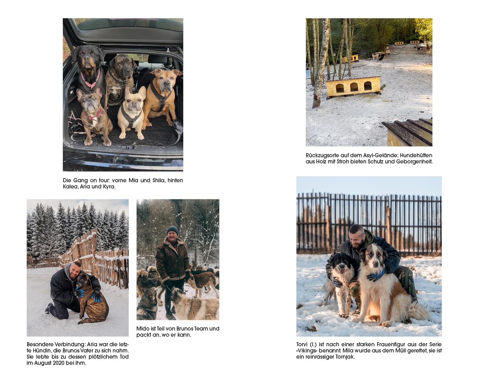 Der Hundebeschützer: Wie Straßenhunde eine zweite Chance bekommen | thegodfatherofdogs gibt Tipps für Hunde-Adoption, SPIEGEL-Bestseller, Gewinner LovelyBooks Community Award 2025