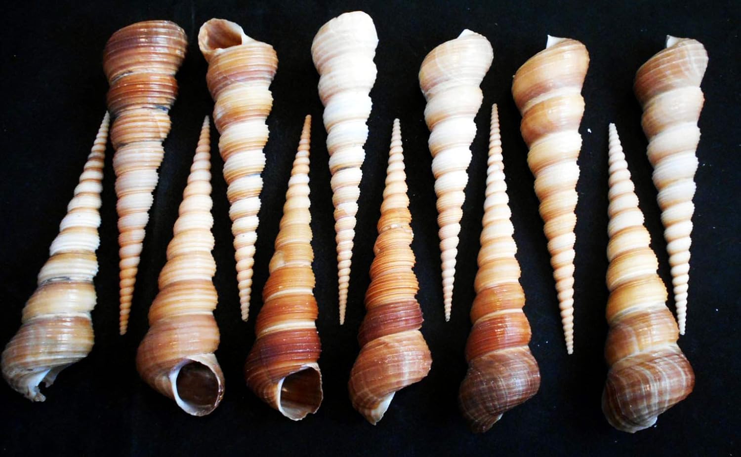 Set of 12 Terebra Turritella Shells (3-4" / 75-100 mm) Shells Seashells Beach Crafts