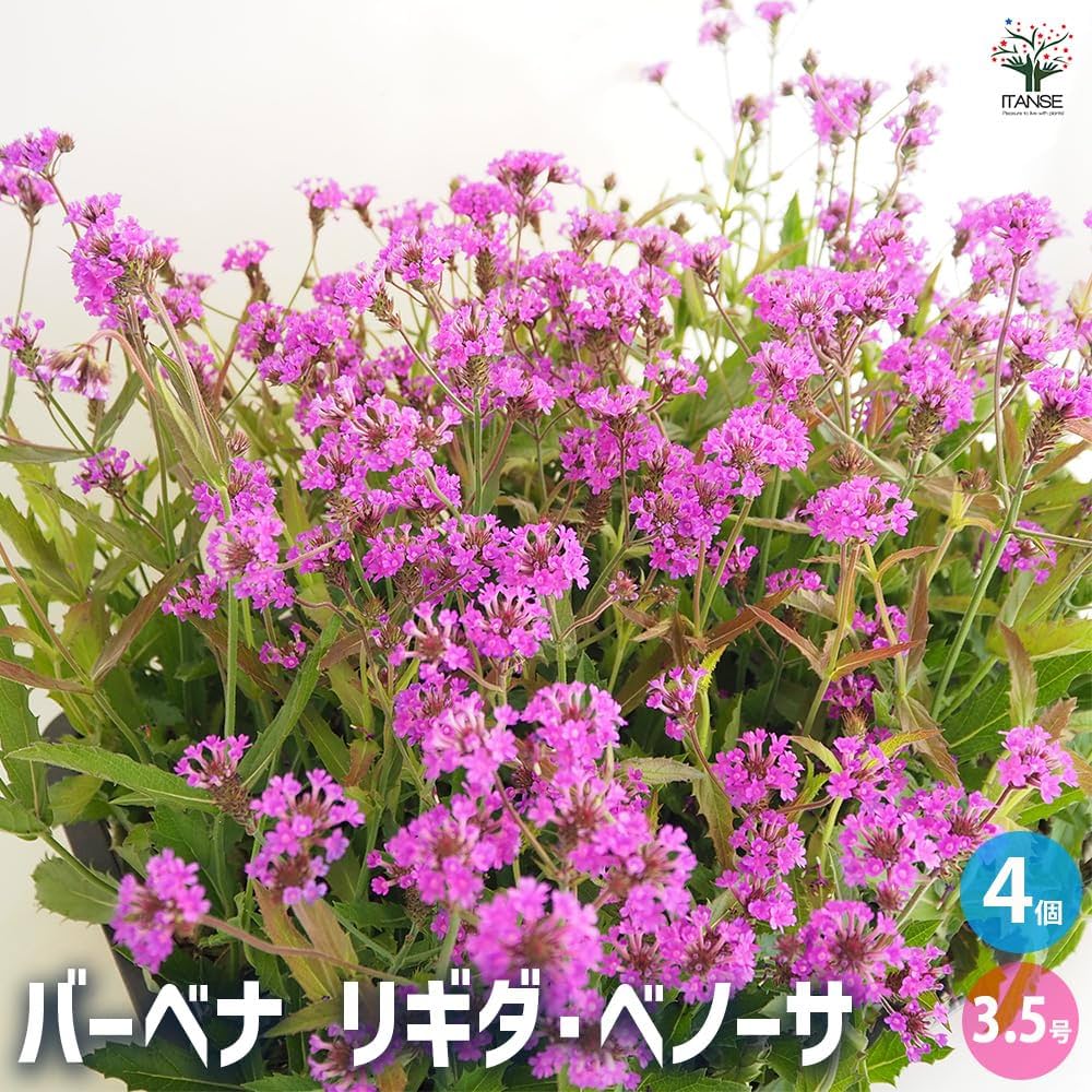 Amazon.co.jp: ITANSE 宿根バーベナ リギダ ベノーサ 3.5