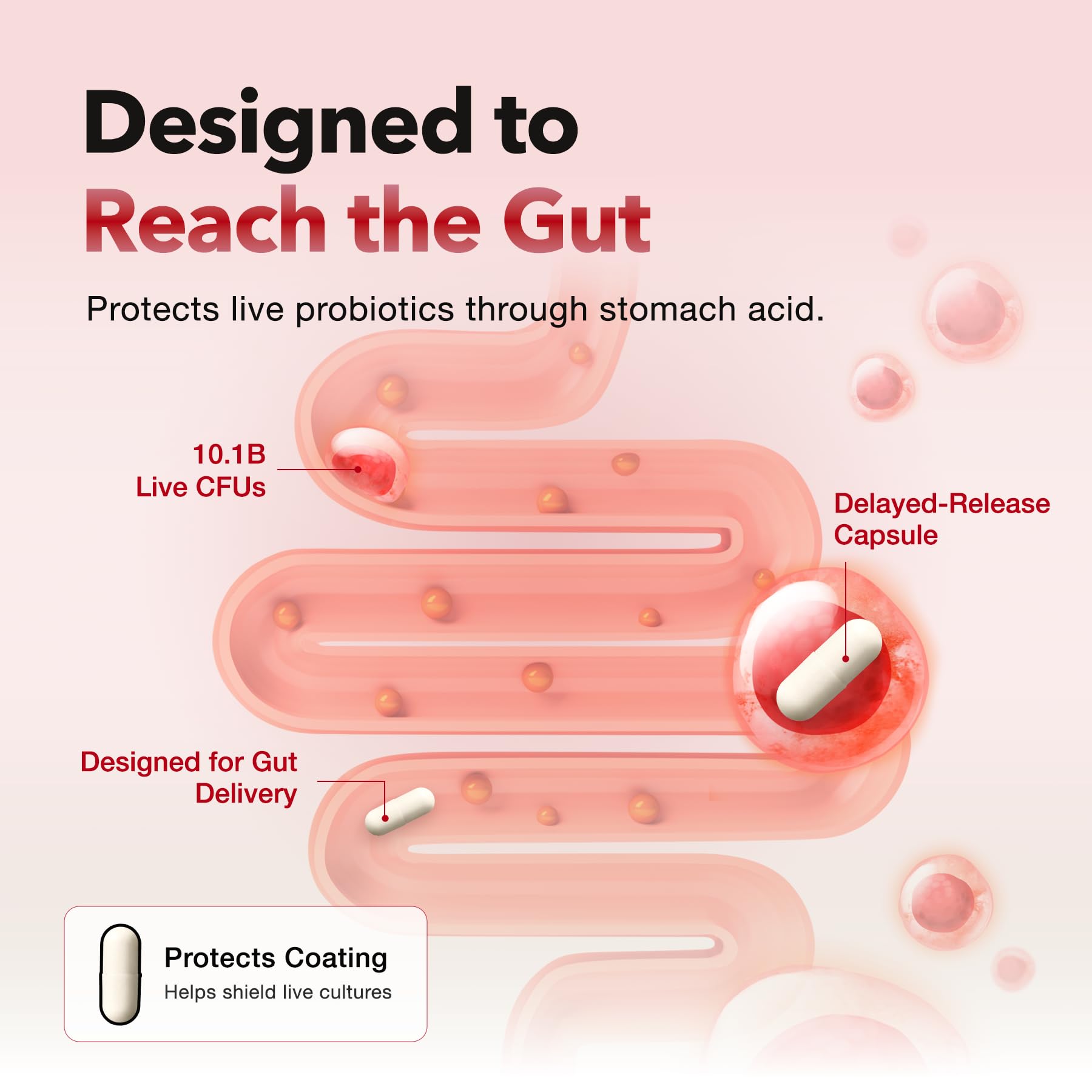 FOODOLOGY Coleology Cut Probiotics for Bloating Relief 30 Capsules — Amazon image 5