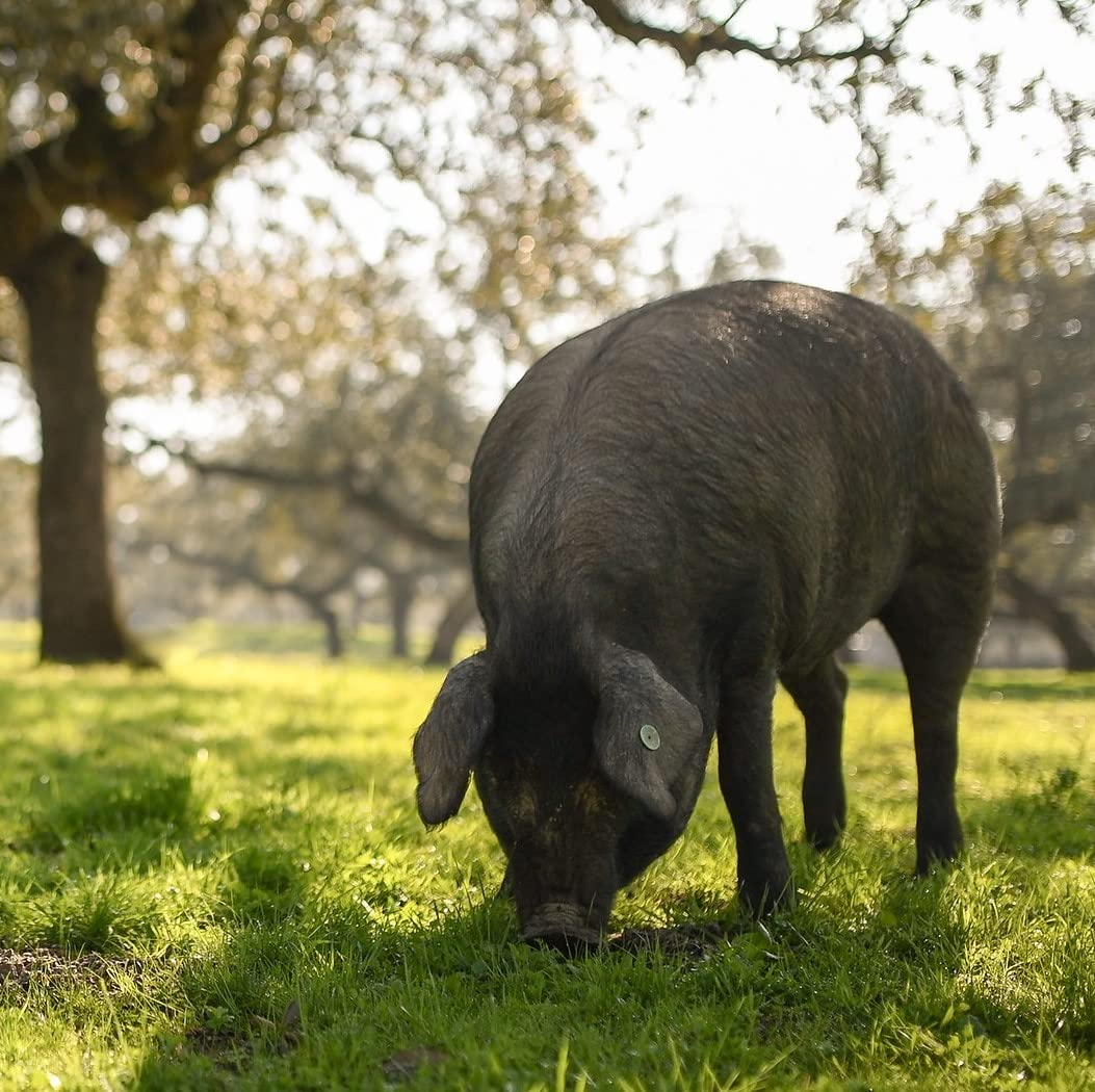 La Prudencia - Jamón de bellota Ibérico - Origen Extremadura - 48 Meses de curación (7 a 8 kg)