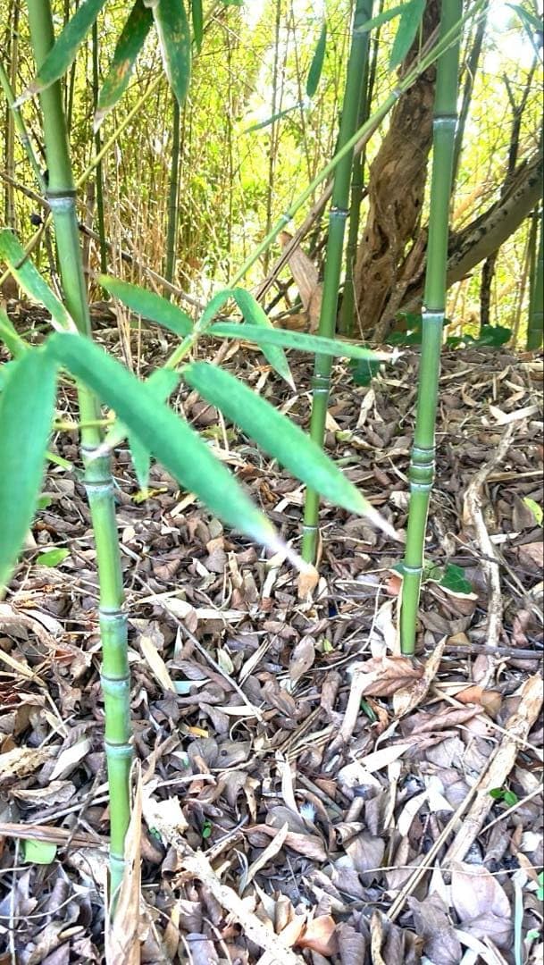 Amazon｜布袋竹(ほていちく)庭 釣り竿 杖等 苗木1本 4月中旬｜観葉植物