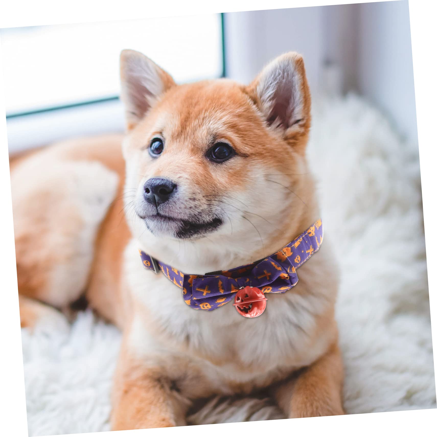 Sosoport 5stücke Halloween Katzenhalsband Mit Abnehmbarem Fliegen-Design Verstellbar Und Sicher Für Haustiere Um Festlichen Geist Zu Verbreiten