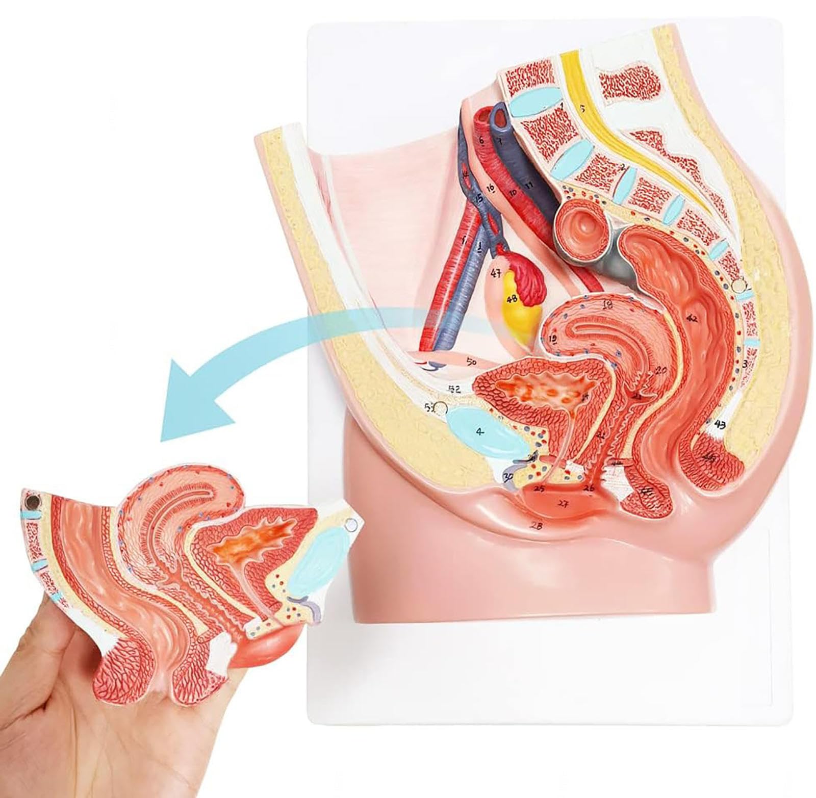 Model Anatomii Reprodukcyjnej Żeńskiej Miednicy, Naturalny Rozmiar Modelu Miednicy, 2 Części Miednicy Narządów Z Mięśniami, Moczem