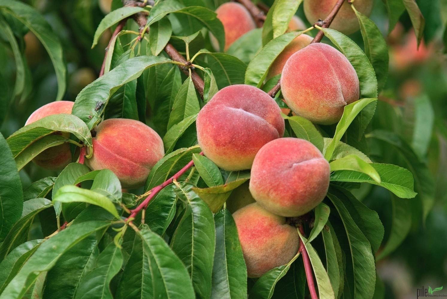 Pfirsichbaum winterhart Red Haven Pfirsich Obstbaum 80-120 cm 2-jährig im Topf
