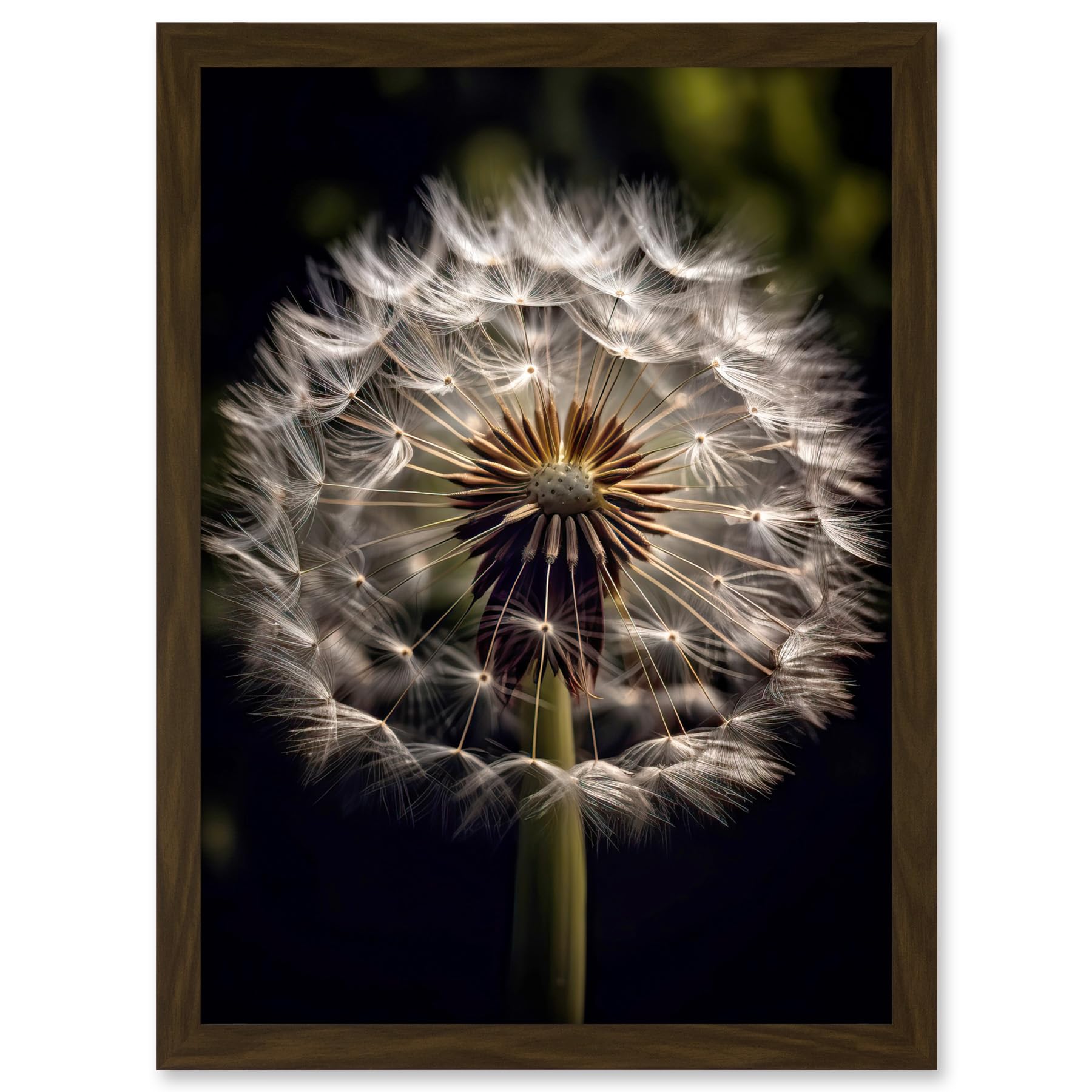 Artery8 Dandelion Flower Pappus Macro Photograph Dark Close Up Detail Artwork Framed A3 Wall Art Print