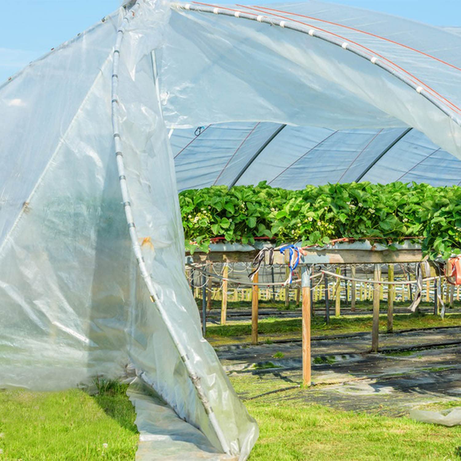 Lona Transparente, 2 x 6M Plastico Transparente Invernadero, Extra Grueso, Resistente al Desgarro Cubierta Invernadero Adecuado para Plantas Jardines Piscinas Gallineros