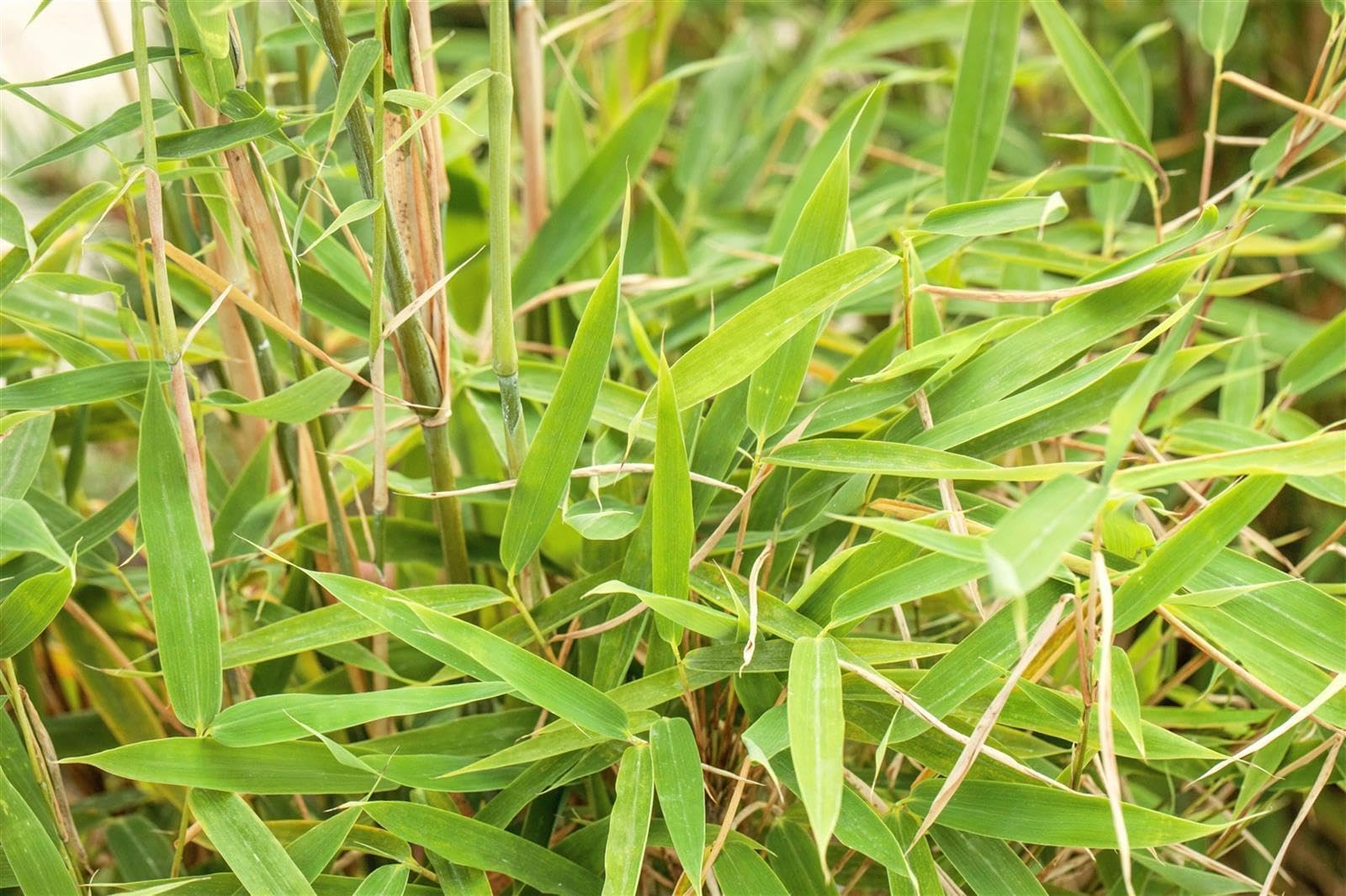Fargesia murieliae 'Jumbo' 80-150 cm – Winterhart, Immergrün, Pflegeleicht – Gartenbambus – Heckenpflanze für Garten & Sichtschutz