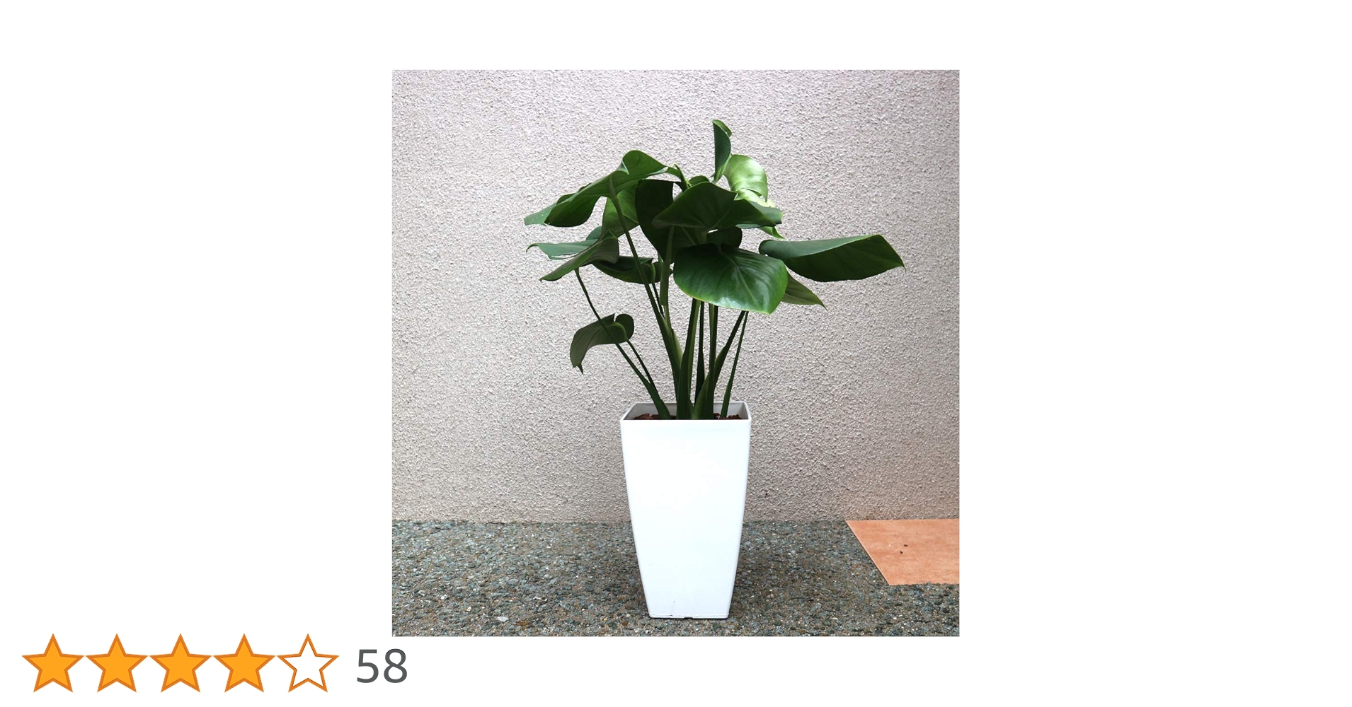 Amazon｜ITANSE モンステラ 観葉植物 中型 7号