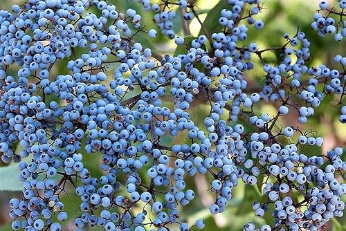50 semillas de bayas de saúco azul Sambucus Caerulea Arizona Arbusto de árbol de saúco Fruta Berry Seeds
