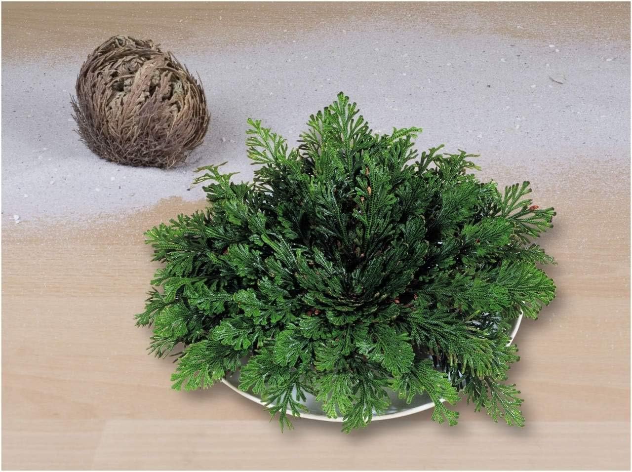Rose of Jericho