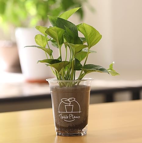 Amazon 土を使わない観葉植物 テーブルプランツ Table Plants ポトス グローバルグリーン 観葉植物 オンライン通販 Amazon 土を使わない観葉植物 テーブルプランツ Table Plants ポトス グローバルグリーン 観葉植物 オンライン通販