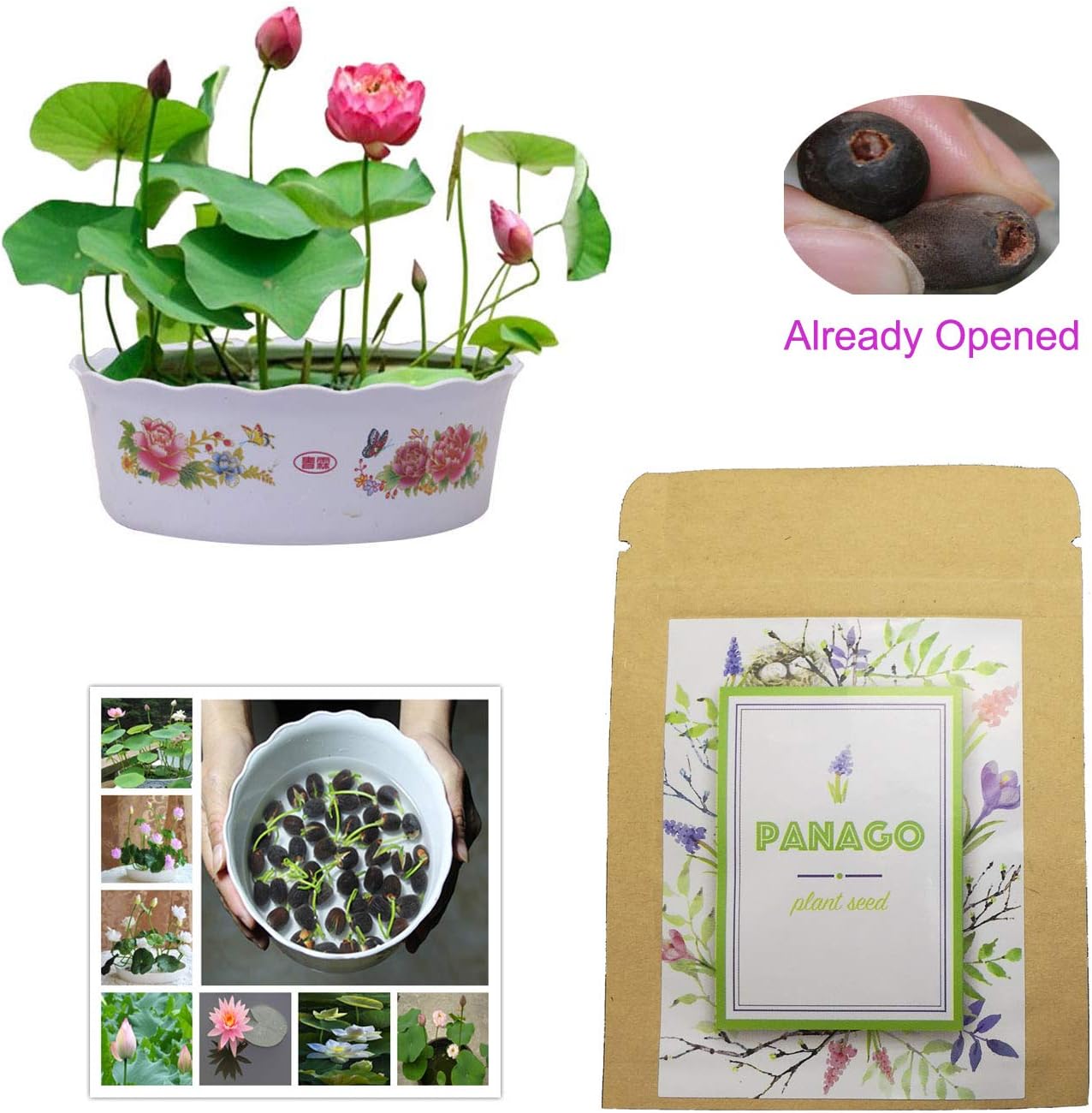 10 Water Lotus Seeds for Planting, Already Opened Bowl Lotus Seeds for DIY Home Planting