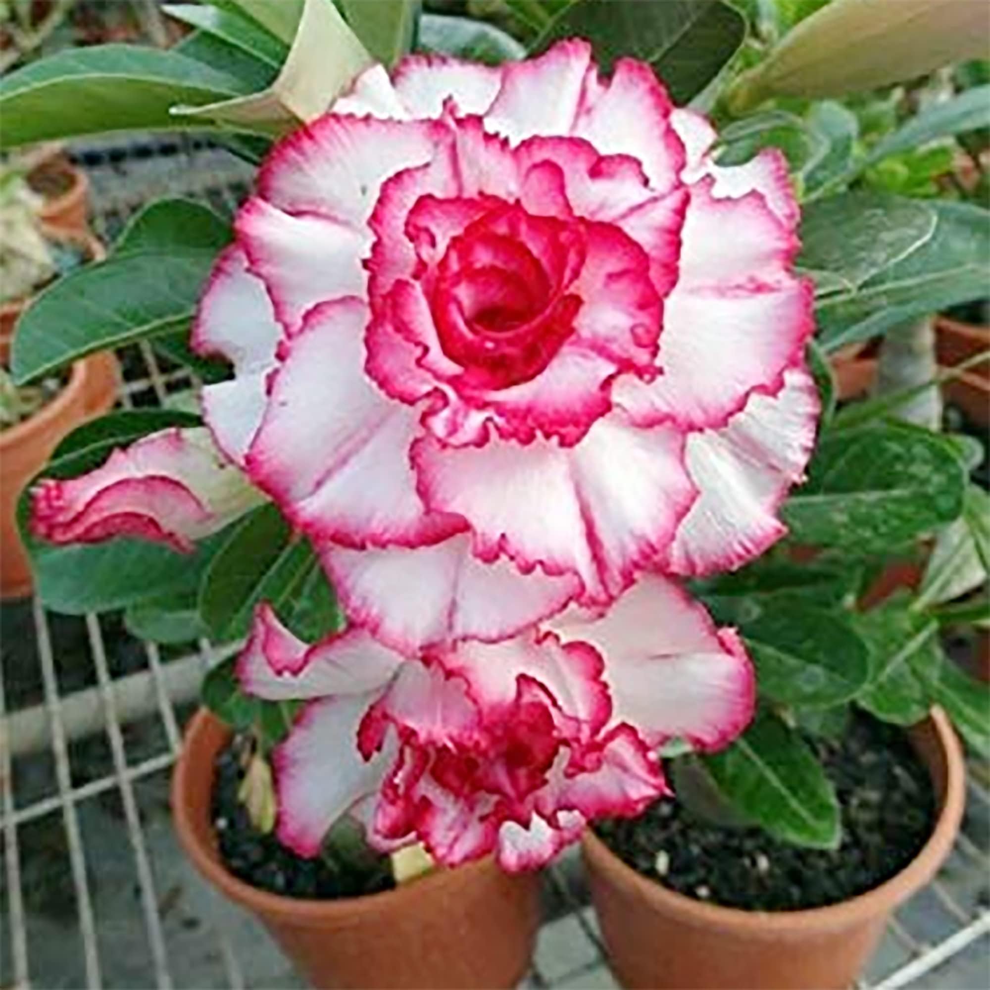 4 Red White Desert Rose Seeds (Adenium Obesum), Perennial Tropical Exotic Succulent Plant, Attract Pollinators, Striking Showy Garden Flower Houseplant