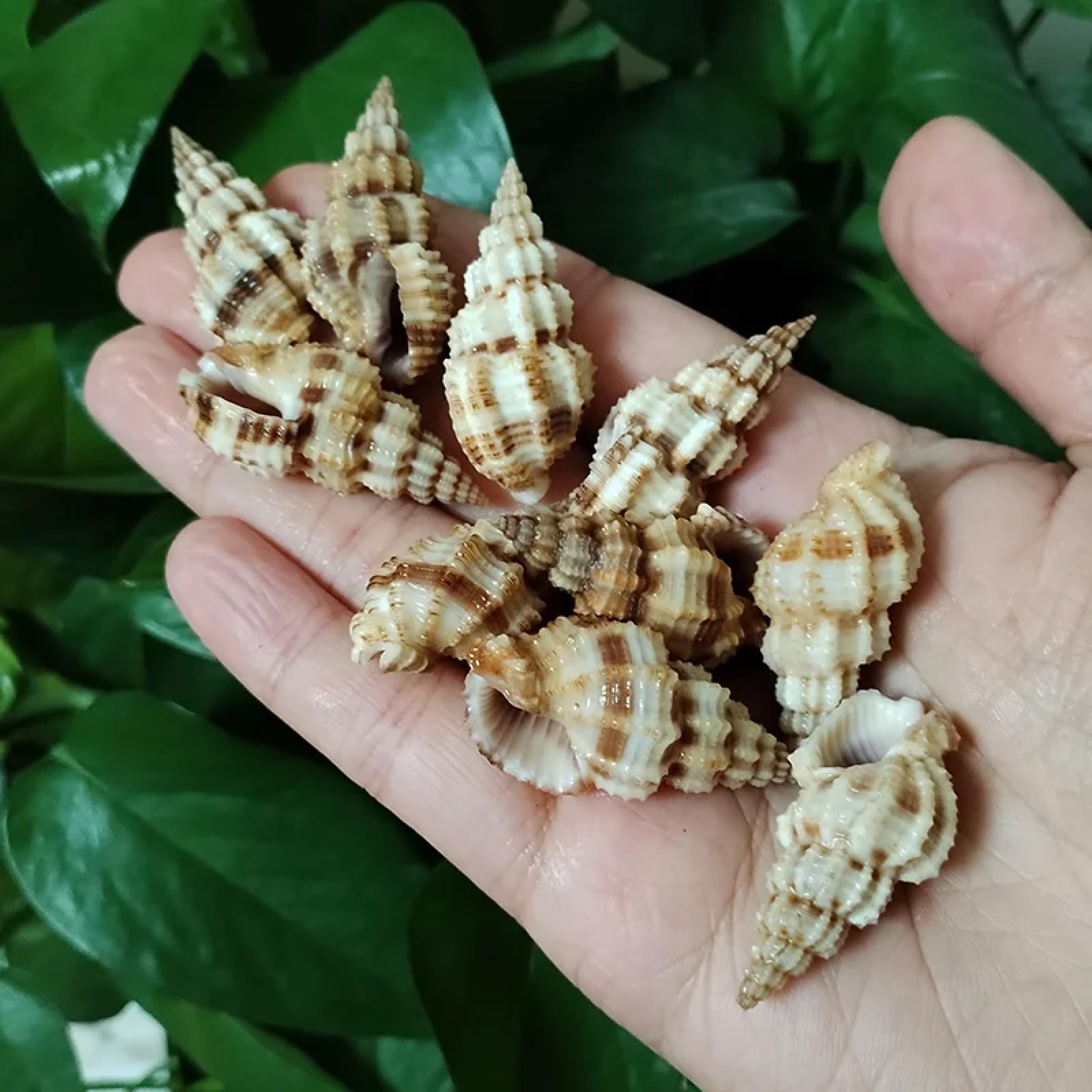 Conchiglie per decorazione, 10 pezzi, 3 cm-5 cm, forma affusolata, turritella, conchiglie, conchiglie per collezionisti, decorazioni per matrimoni, feste a tema spiaggia, artigianato