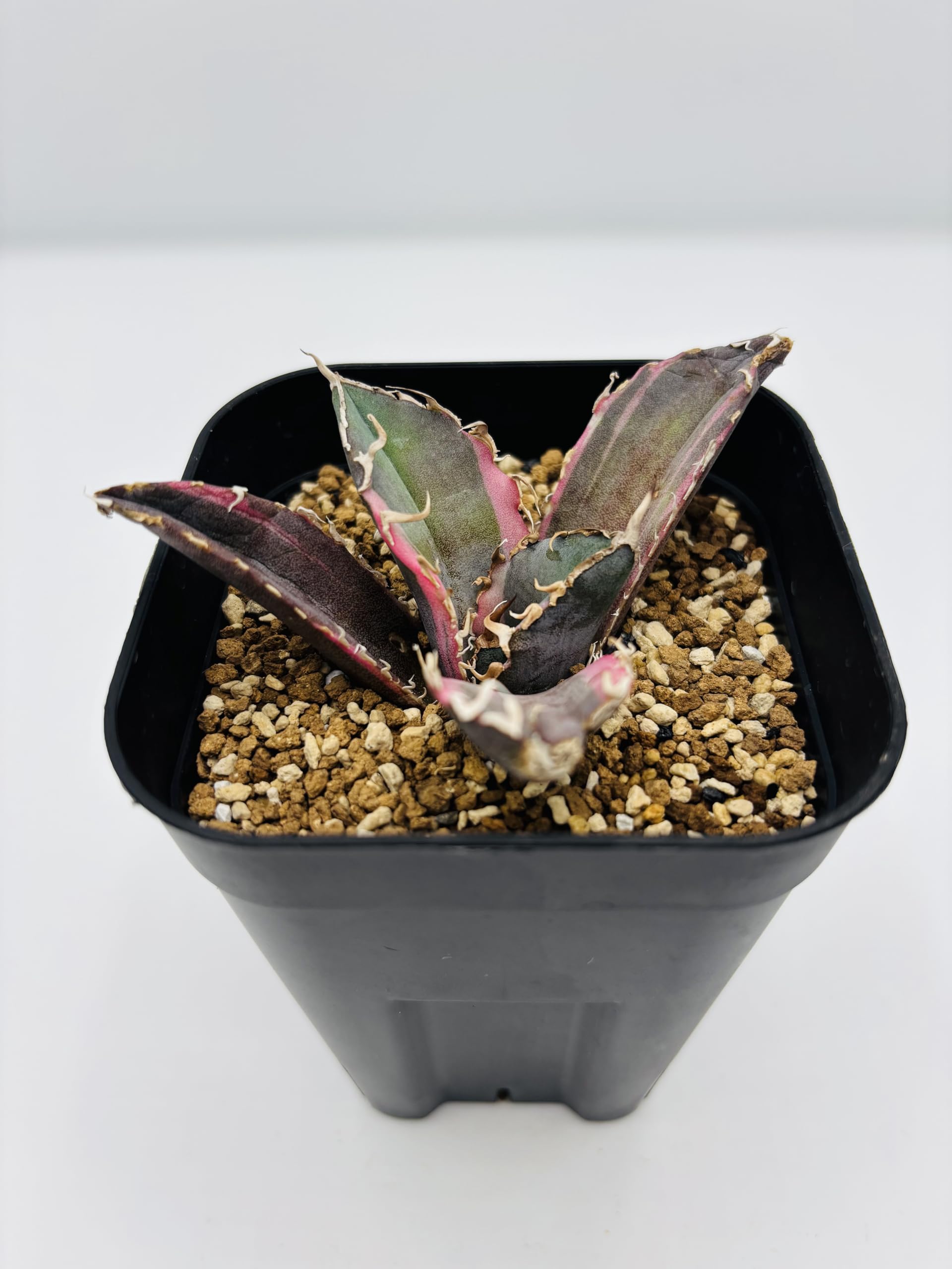 Amazon｜アガベ チタノタ 白鯨 (ハクゲイ)/ Agave titanota 'White
