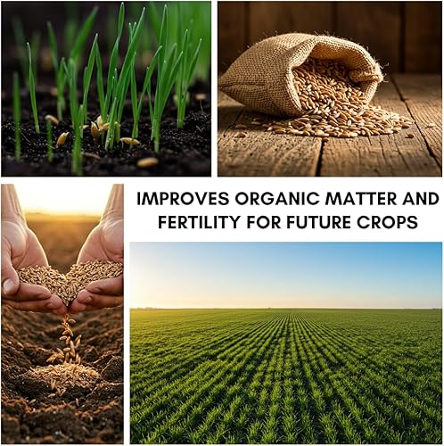 Miniatura 10 de Semillas de riegrass perenne para plantar, semillas de centeno de alta calidad (50 libras)