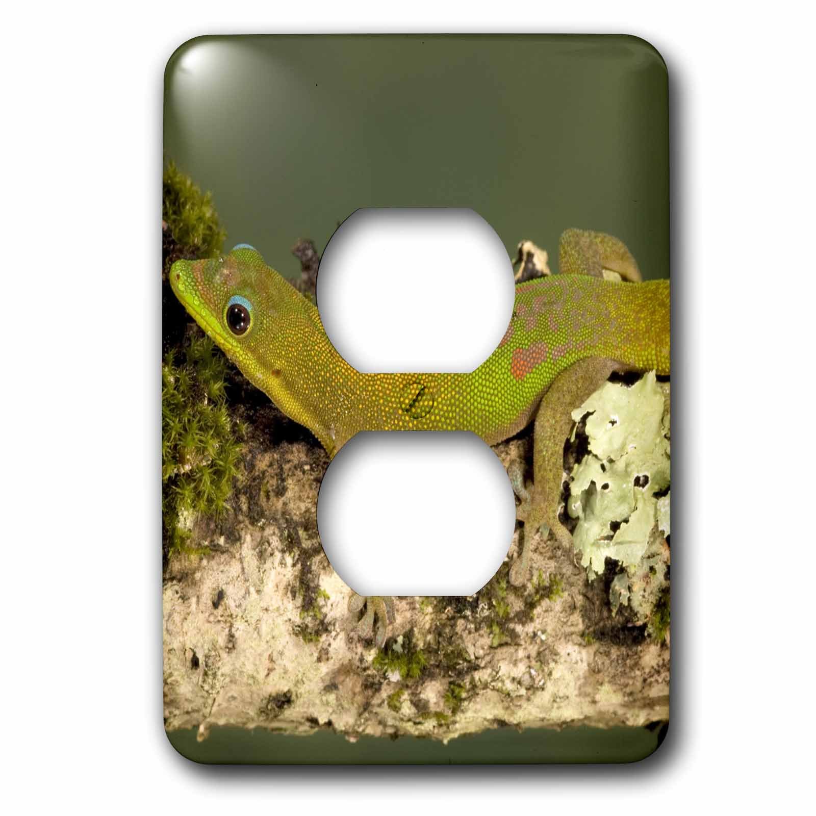 Gecko Lézard de Madagascar pour remplacer vos plaques de prises blanches ternes