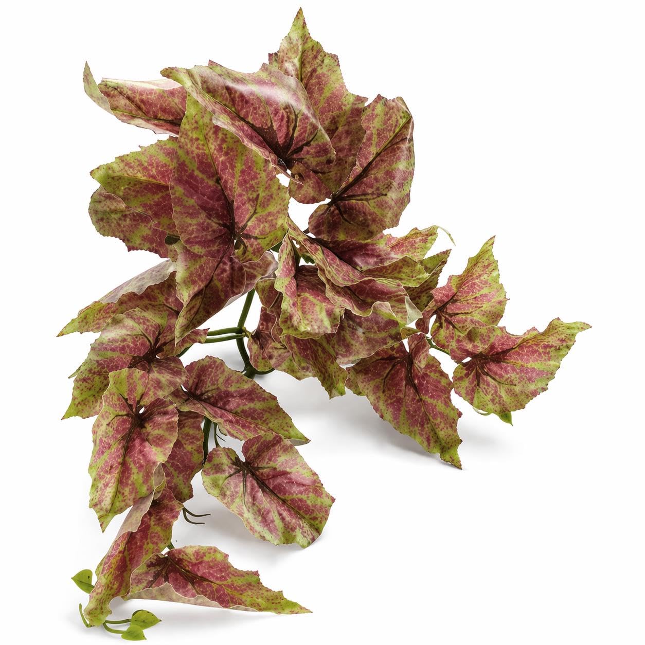 Leaf - Caladium Plant - 30cm - Dark Pink