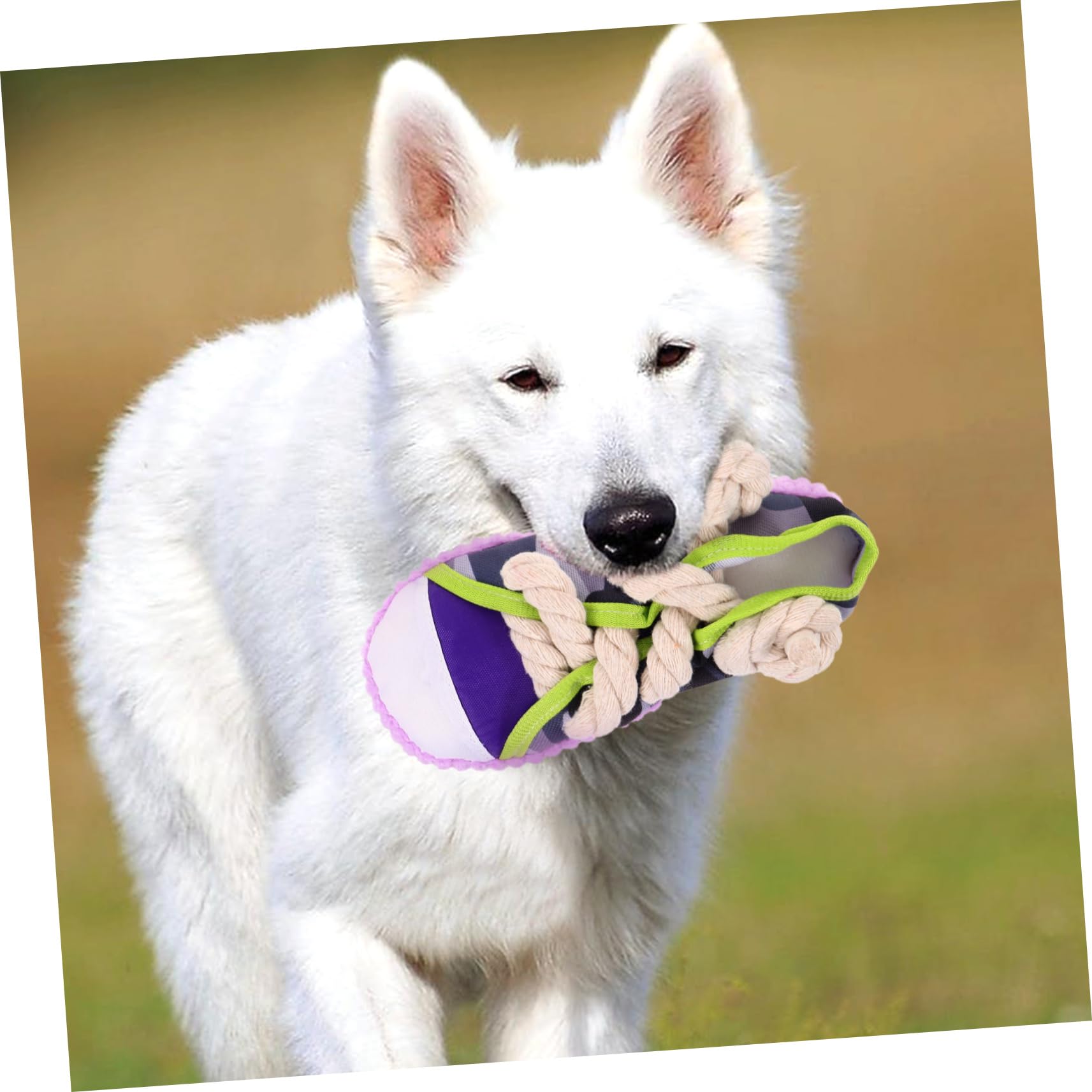 KOMBIUDA Juguete para Perros Pequeños Zapato Sonido Cuerda de Algodón Resistente Tamaño Pequeño Juego Interactivo para Morder Entrenamiento Mascotas