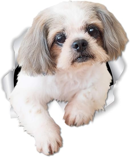 Amazon Winston Bear 好奇心旺盛なシーズー ドッグウォールデカール 2パック シーズー 犬 トイレステッカー 3d 犬 カーウィンドウ バンパーステッカー 小売パッケージ シーズー 恋人 ギフト ウォールステッカー オンライン通販 Amazon Winston Bear 好奇心旺盛なシーズー ドッグウォールデカール 2パック シーズー 犬 トイレステッカー 3d 犬 カーウィンドウ バンパーステッカー 小売パッケージ シーズー 恋人 ギフト ウォールステッカー オンライン通販
