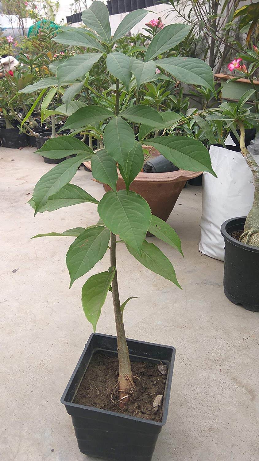 as adenium Live Kalpavriksha Plant (B089KJ98KJ) Amazon Price History, Amazon Price Tracker