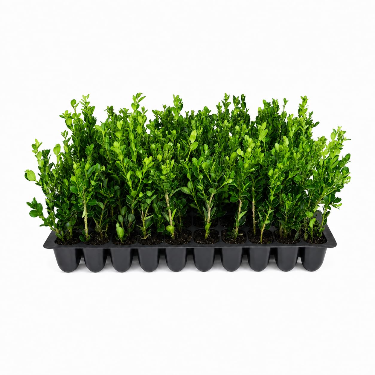 Winter Gem Boxwood 20 Live Plants